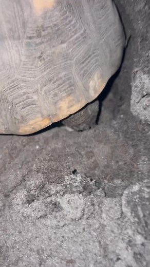 🐢🥚Nice drop in temp and dry conditions brings on a lot of Redfoots laying. I found 8 eggs earlier while poking around and then stumbled on this girl digging a nest this evening. | Southern Reptiles