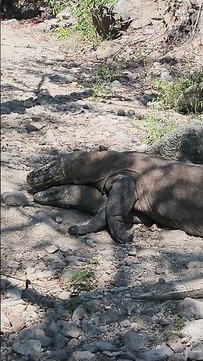 komodo dragon mating process #komodoadventure