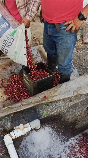 From the Farm to Your Cup 🍒☕️ This is where the magic begins. Witness the harvest of our ripe coffee cherries, measured carefully by the cajuela (box) and sent straight to the wet mill. It takes hard work, precision, and passion to turn these vibrant red cherries into the roast you love. Pure "Wild Coffee" freshness! 🌿 Have you ever seen raw coffee cherries before? Let us know in the comments! 👇 #WildCoffee #CoffeeHarvest #FarmToCup #SpecialtyCoffee #CoffeeProcess | Invito Coffee and Coffee T
