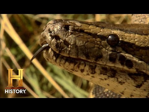 Massive Pythons Take Over the Planet | Life After People (Season 1)