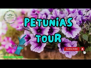 The Ultimate Guide to #Growing #Petunias