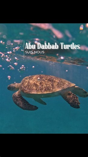 Enjoy Hurghada ☀️ on Instagram: "Embarque avec nous sous l’eau pour découvrir les tortues 🐢 #hurghada #egypte #voyage #travel #enjoyhurghada"