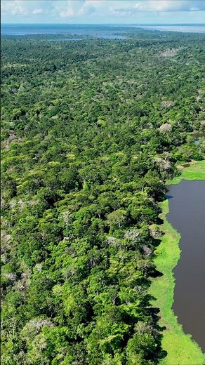 La forêt amazonienne vue à vol d’oiseau. Vidéo de drone en 4k
