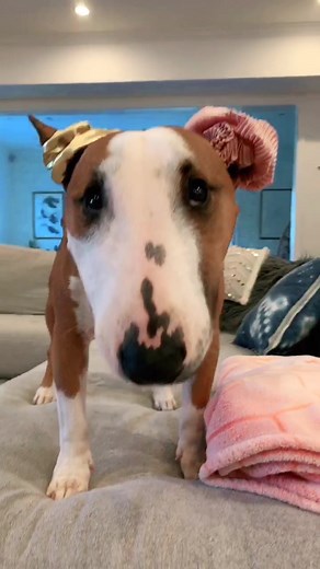 long hair don’t care #nationaldogday