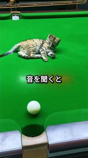 The moment a genius cat froze in shock 😯❤️