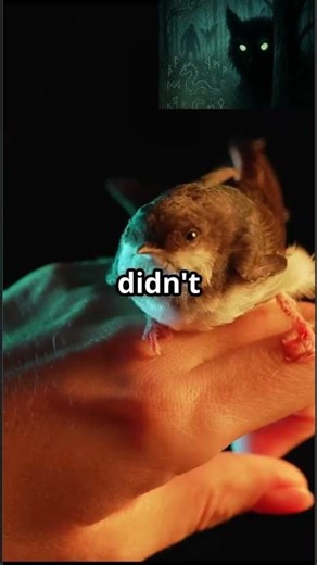 Would You Fight the Van Meter Creature?