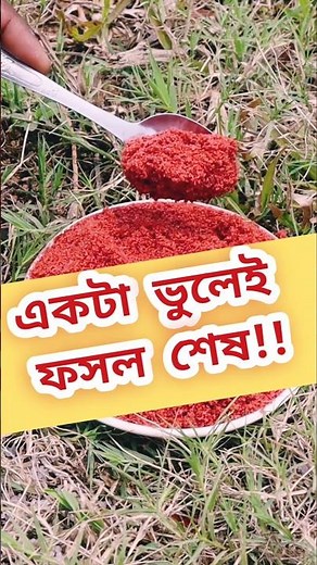 How to apply potash fertilizer to increase tree yield quickly! | #shorts #agriculture