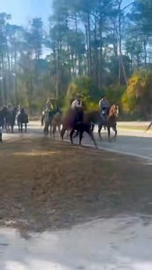 If you missed it, here’s a short video capturing the Florida Cracker Trail Ride as it passed through Highlands Hammock State Park today. 🐎🌿 The Cracker Trail traces back to the 1800s, when Florida cow hunters — often called “Crackers” for the crack of their whips — drove cattle from central Florida across the state to ports like Punta Rassa. Long before railroads and paved highways, these rugged cattle drives helped build Florida’s early economy and agricultural heritage. What began as necessi