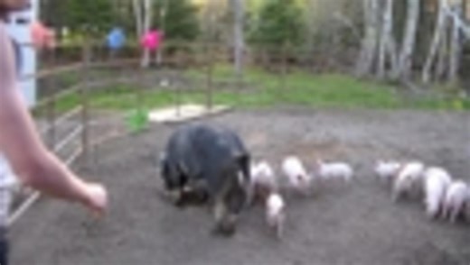 Guy Rides Pig, Falls in Poo