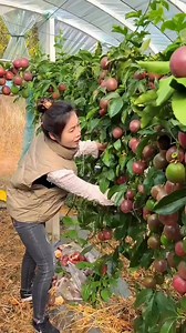 Delicious juicy Passion Fruit Farming and Harvest by Rural Farmer #reels #fruit #reelsviralシ #farming #fbyシreelsviral | Satyam creater