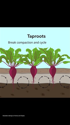 Four types of cover crops to improve soil