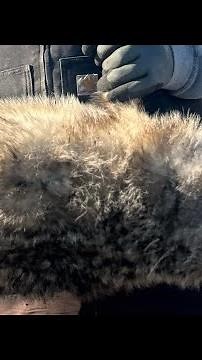 How to trap badgers on purpose