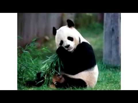 NEW Wild Animals Sounds | Educational video for babies and toddlers | Entertainment for Kids | HD