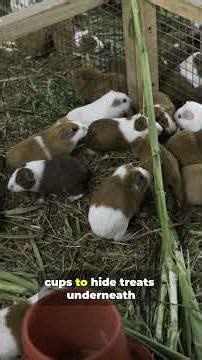 Fun Things To Do With Your Guinea Pig Part 2 Food Puzzle Game