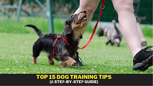 Top 15 Dog Training Tips and Books in 2022 - A Steр-by-Steр Guide