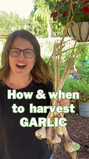 I was surprised to see my garlic was ready to harvest earlier than normal this year. Keep an eye on your garlic so you’ll know when to harvest. Here’s what to look for: ⁣ ⁣ • Garlic is ready to harvest when about half the lower leaves are brown, and the cloves are plump and well-formed. ⁣ ⁣ • Garlic left in the ground too long will begin to split, and the garlic will not store well. ⁣ ⁣ • Stop watering when the lower 3-4 leaves brown. Dig up a test bulb to check on size.⁣ ⁣ • About a week later,