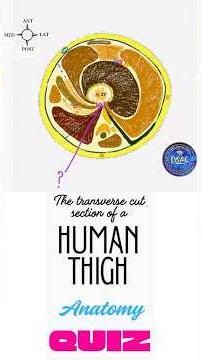 Human anatomy diagram quiz. Cross section of mid thigh. Bony ridge on the shaft of femur #anatomy
