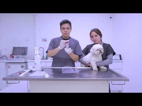 Toma de muestra de Hisopado Rectal