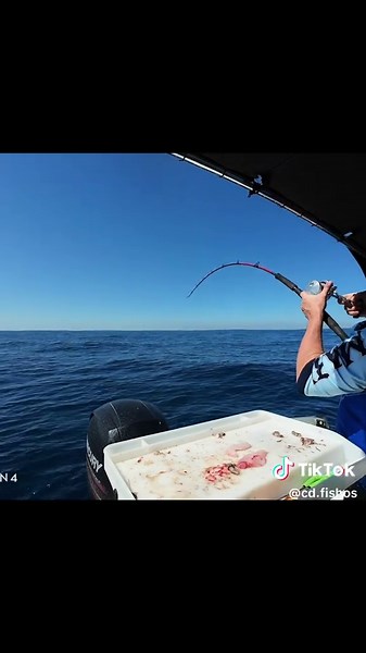 Great White Shark Eating Dolphin in Perth Waters