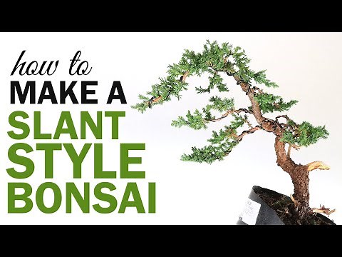 How to Make a Slant Style Bonsai