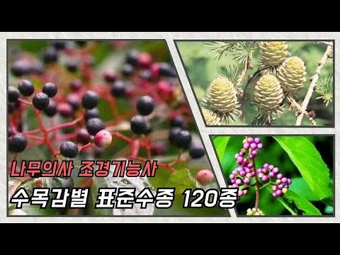 조경기능사 수목감별 표준수종 120종 영상