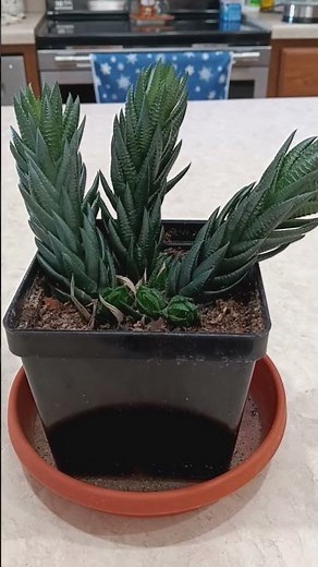 How to care for Haworthia houseplant growth guide #plant #gardening #plants #houseplants #tutorial