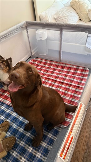 The Mutty Misfits | Let’s give a warm welcome to Truffle, our newest Misfit and mama to be 🐾🤍 It’s no secret that rescues everywhere are completely full, and... | Instagram