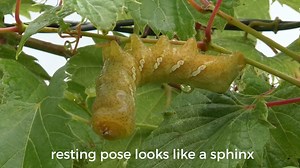 653 reactions · 186 shares | DISCOVER NATURE NOTES: They rest like a sphinx, hover like a hummingbird, flutter like a bat, and are built for speed like a plane. Sphinx moths have an identity crisis. With us, not them. Many are mistaken for other species. Discover more in this week's Discover Nature Notes. https://mdc.mo.gov/blogs/discover-nature-notes/mysteries-sphinx-moths-0 | Missouri Dept. of Conservation | Facebook