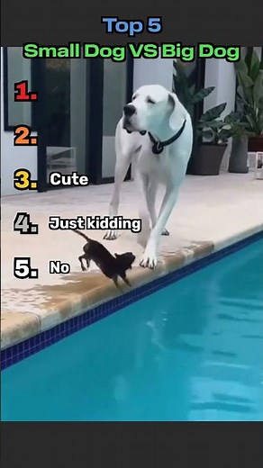 Top 5 Small Dog vs Big Dog Moments 🐶💪 | Funny & Cute Reactions 😍