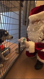 7.1K views · 238 reactions | Santa Paws made a special stop at our shelter to deliver some tail-wagging joy today! To you and your loved ones — whether they have paws, wings, fluffy fur or feet — we wish you very happy holidays!  | San Diego Humane Society | Facebook