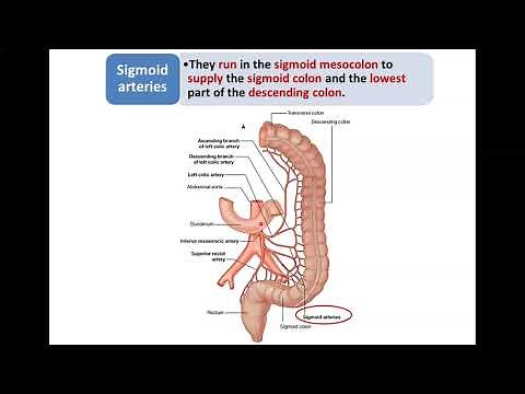 Arteries of the Digestive Tract (3) - Inferior Mesenteric Artery - Dr. Ahmed Farid