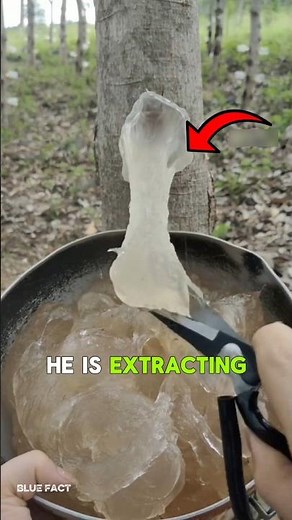 This Tree Produces Luxury Soup 🤯#facts