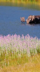 🫎Frank the Tank eating his breakfast this morning. #moose #bullmoose #frankthetank #rockymountainnationalpark #wildlife #animals #mooseinlake #rockymountains #sheeplake #colorado | Colorado Wild Adventures