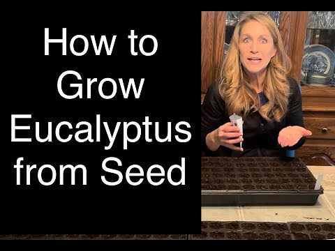 How to Grow Eucalyptus from Starting Eucalyptus Seeds Cut Flower Farm Seed Starting Marsh's Garden.