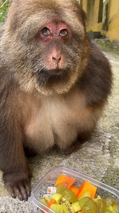 1.1M views · 9.3K reactions | Feeding Xing Xing her favorite treats is always a delightful moment! Her playful and affectionate nature shines as she interacts in the sweetest ways, whether it’s a loving nibble or a joyful reaction to her food. Xing Xing’s unique personality and adorable habits never fail to bring smiles, making every moment with her unforgettable. | Beautiful World | Facebook