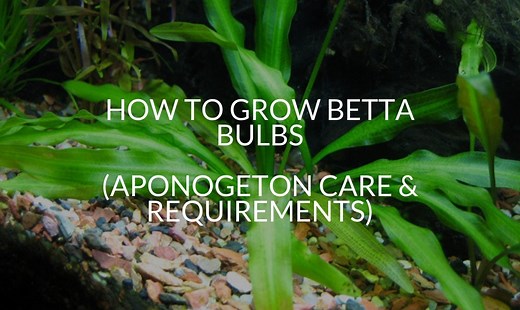 How To Grow Betta Bulbs (Aponogeton Care & Requirements)