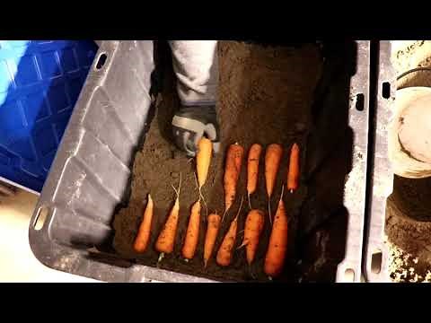 How to Garden Series 33: Storing Carrots in Sand #garden #gardening #carrot