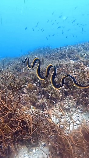 26K views · 1.2K reactions | Nature’s ballet: the ribbon eel’s underwater performance : @giosdiving https://www.instagram.com/giosdiving/ | Diving Specials | Facebook