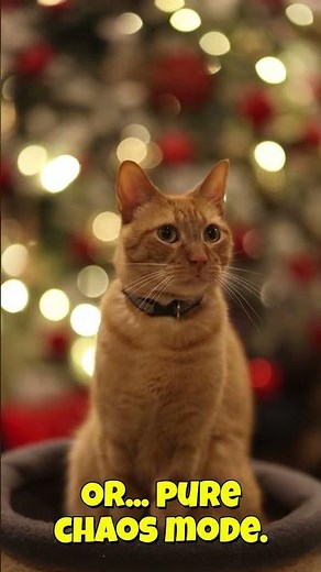 Why do cats walk sideways like crabs? #FunnyCats #CrabWalkCat