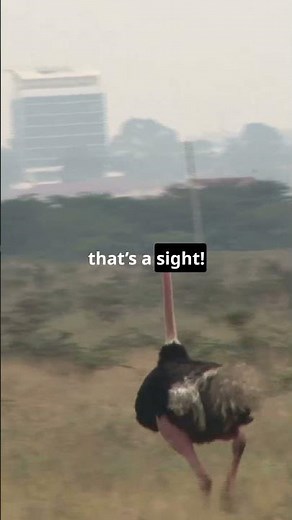 Ostriches: The Speedy Runners! | Facts and Stories plus!