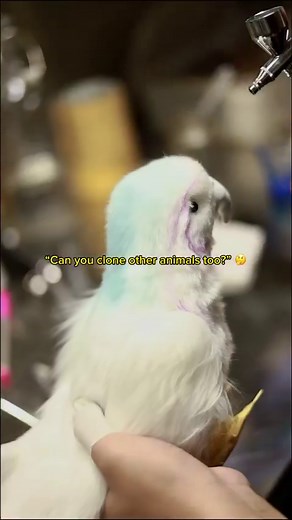 YES! We can clone any animal! 😻 And during our “Cuddle Clones Go to College” campaign, you can get a Cuddle Clone of your pet at 15% off using the code GRAD15, in honor of those who don’t want to leave their pet behind for college. 🥰🎓 #cuddleclones #customstuffedanimal #animalsofinstagram #petlover #giftideasforpetlovers #cuteanimals #cutebird #bird #birds #birdsofinstagram #petmemorial #plushies #stuffedanimals #artistsoninstagram #airbrush #airbrushing #satisfying | Cuddle Clones