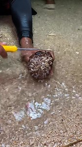 Brown shell🐚🦪😳😲 #seafoods #seacreatures | Ana Gabon Mendoza