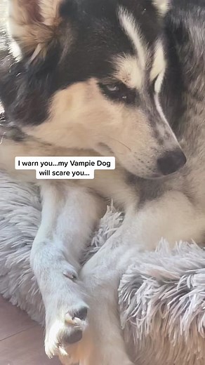 Terrifying Transformation: Vampire Dog Joke Turns Furry Friend Into Spooky Creature
