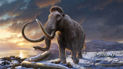 Hope for Woolly Mammoth 'de-extinction' as scientists are 'closer than ever'