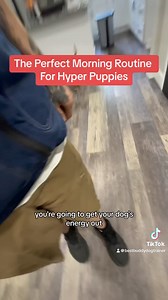 106K views · 1.5K reactions | ⚡️Perfect Morning Routine For Hyper Puppies ⚡️#dogtraining #dogtrainingadvice #marylanddogtrainer #clickertraining #puppytips #puppytraining #dogtrainingclasses # | Best Buddy Dog Trainer, LLC | Facebook