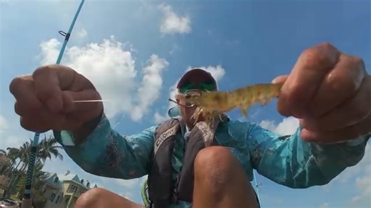 2.1K views · 47 reactions | This Is why You Fish With Live Shrimp (Florida Saltwater Fishing) | Rad Reeling Fishing | Facebook