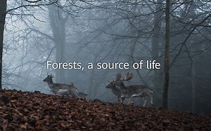 Wildfires in Greece: Saving Lives through Early Detection and Response