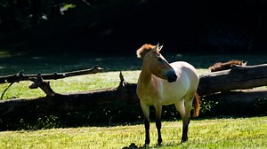 Horses, Equine, Equestrian