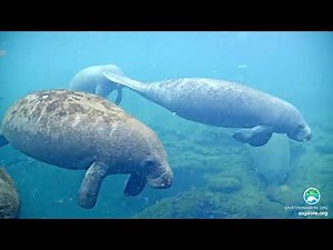 Homosassa Manatee Webcam Highlights - Under Water (2)