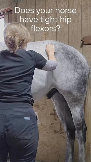 Does your horse have tight hip flexors？ #shorts #horse #chiropractic #animalchiropractic #horses | Crafted Creations